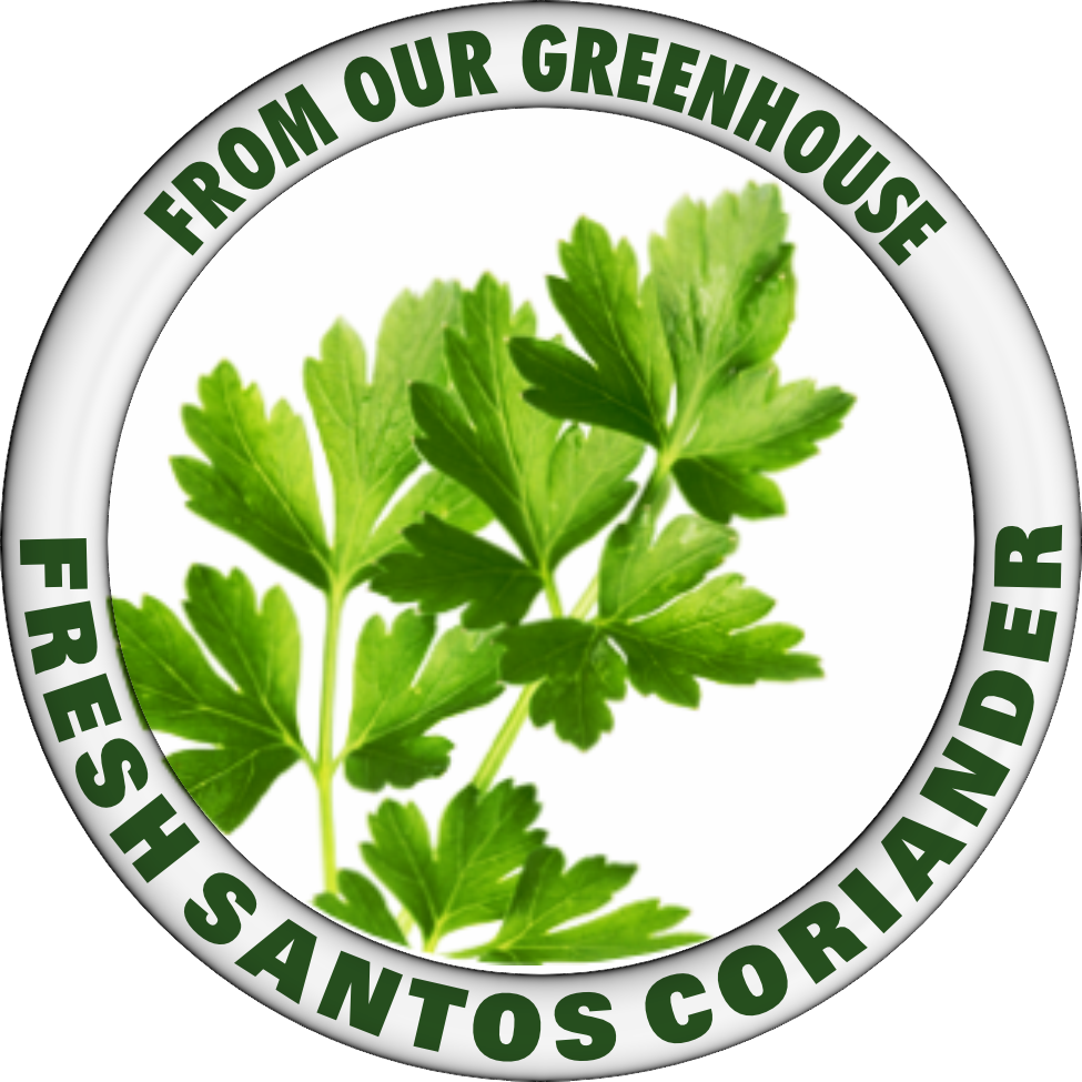 SANTOS CORIANDER