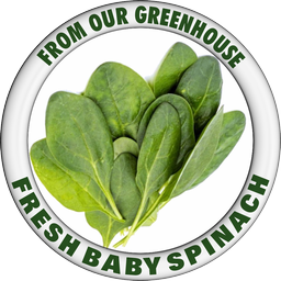 BABY SPINACH