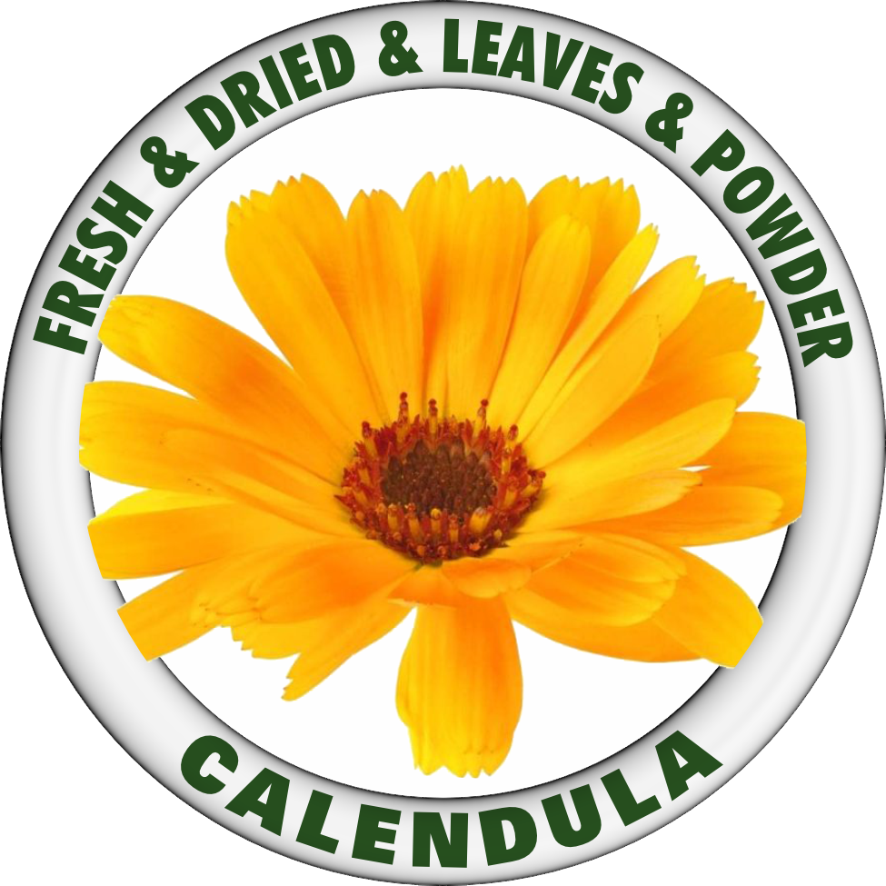 CALENDULA