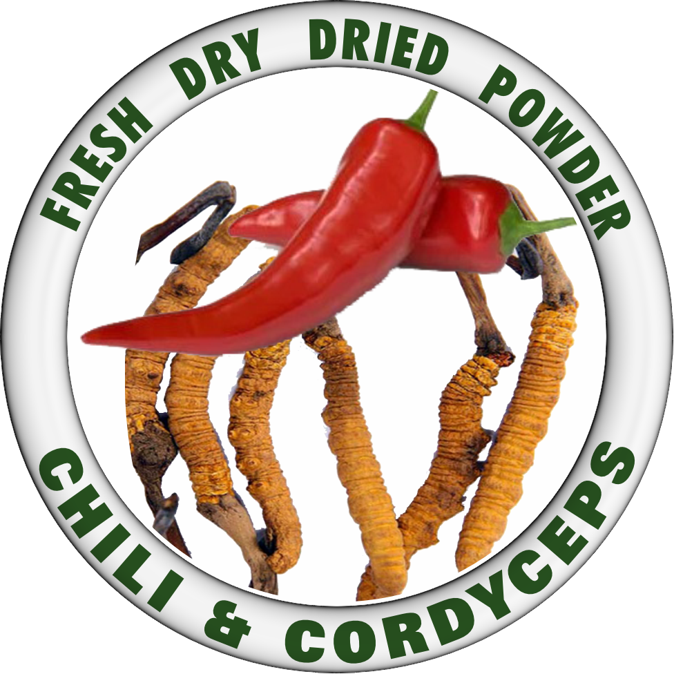 CHILI - CORDYCEPS